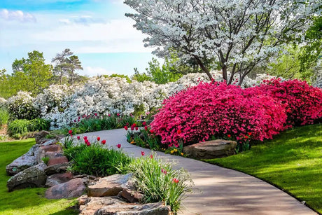 Winding garden path through blooming pink azaleas and flowering trees