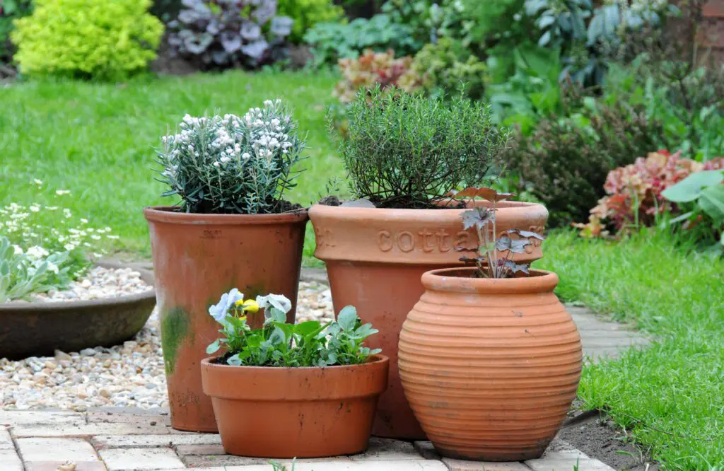 Outdoor terra cotta planters