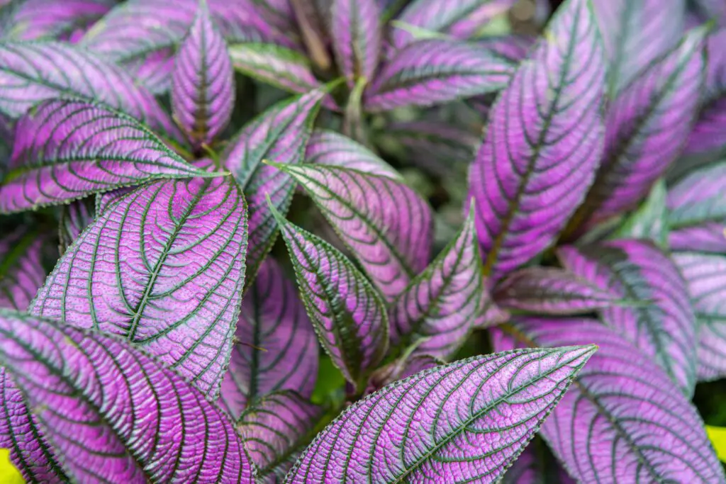 Beautiful iridescent metallic looking Purple Silver and Green Persian Shied.