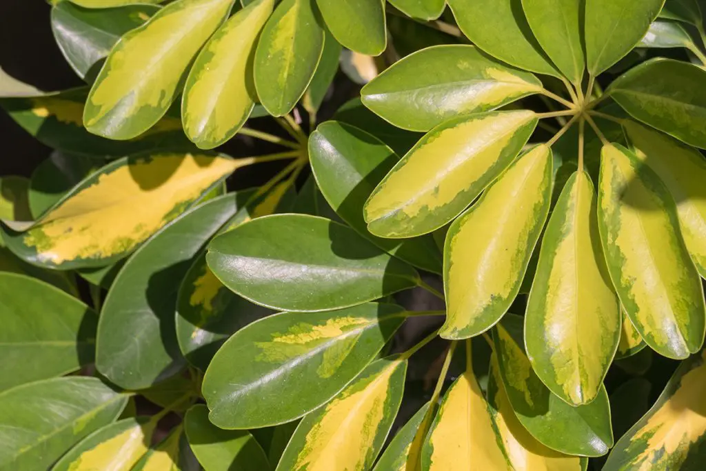 A close up photo of an umbrella plant.